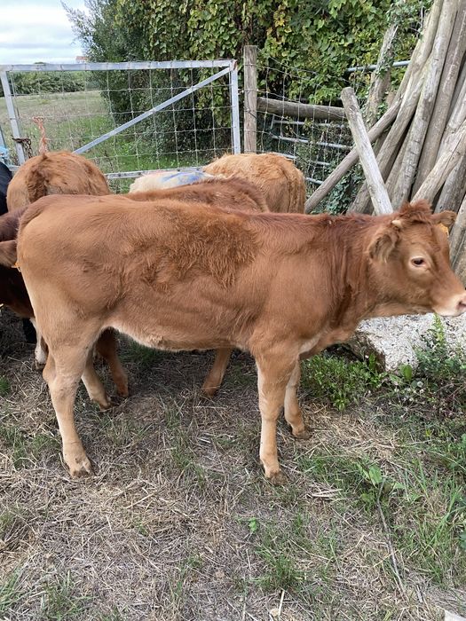 Lote de vitelas cx de limousines