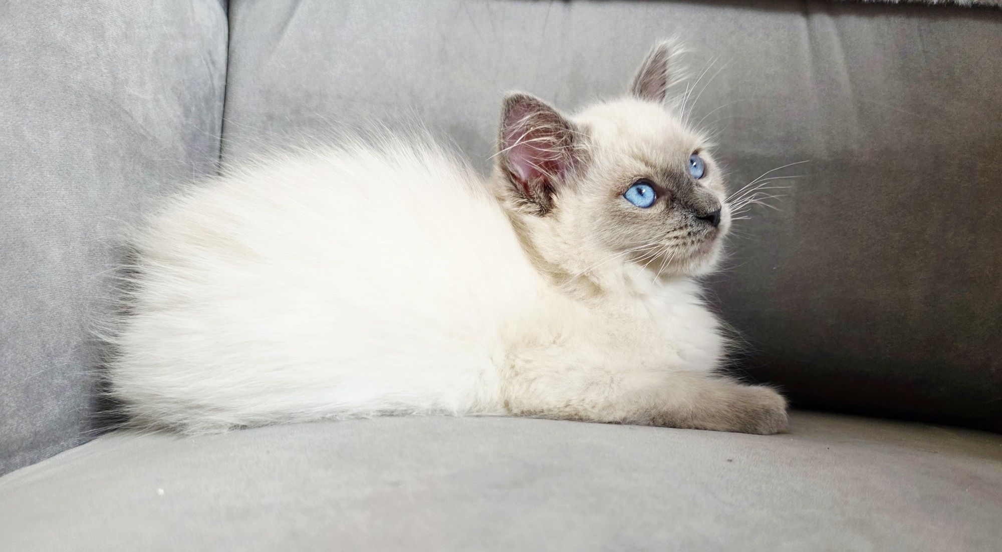 Blue colourpoint ragdoll WCF kocurek