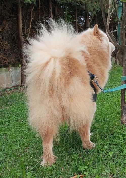 Cadela Chow-Chow para adoção responsável