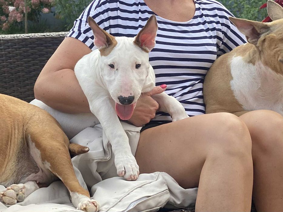 Bulterier standardowy Zkwp FCI