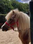 Vendo pónei Shetland inteiro