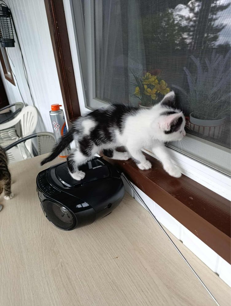 Śliczne kotki do adopcji