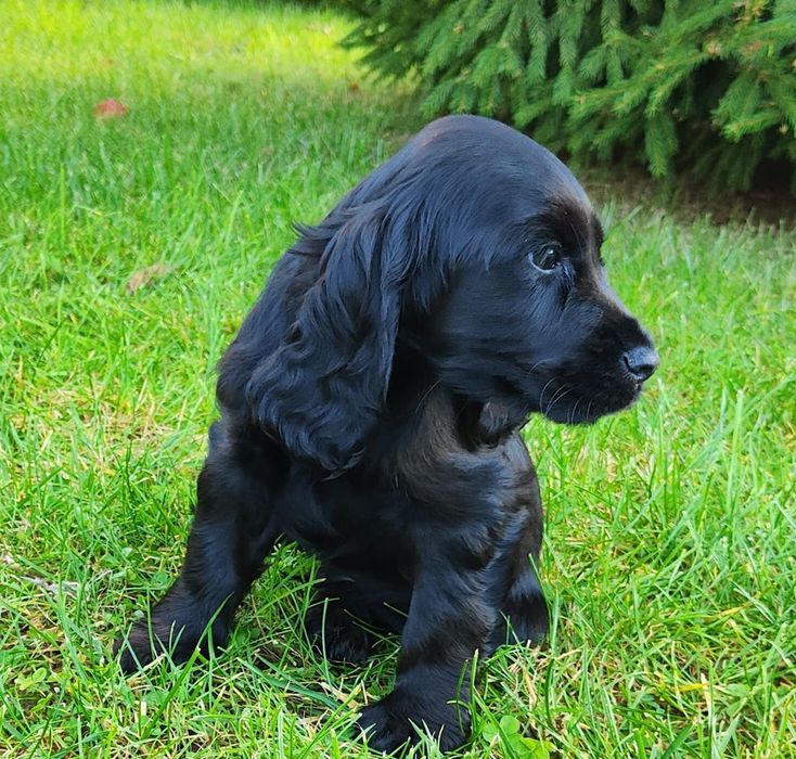 Piesek Cocker spaniel czarny