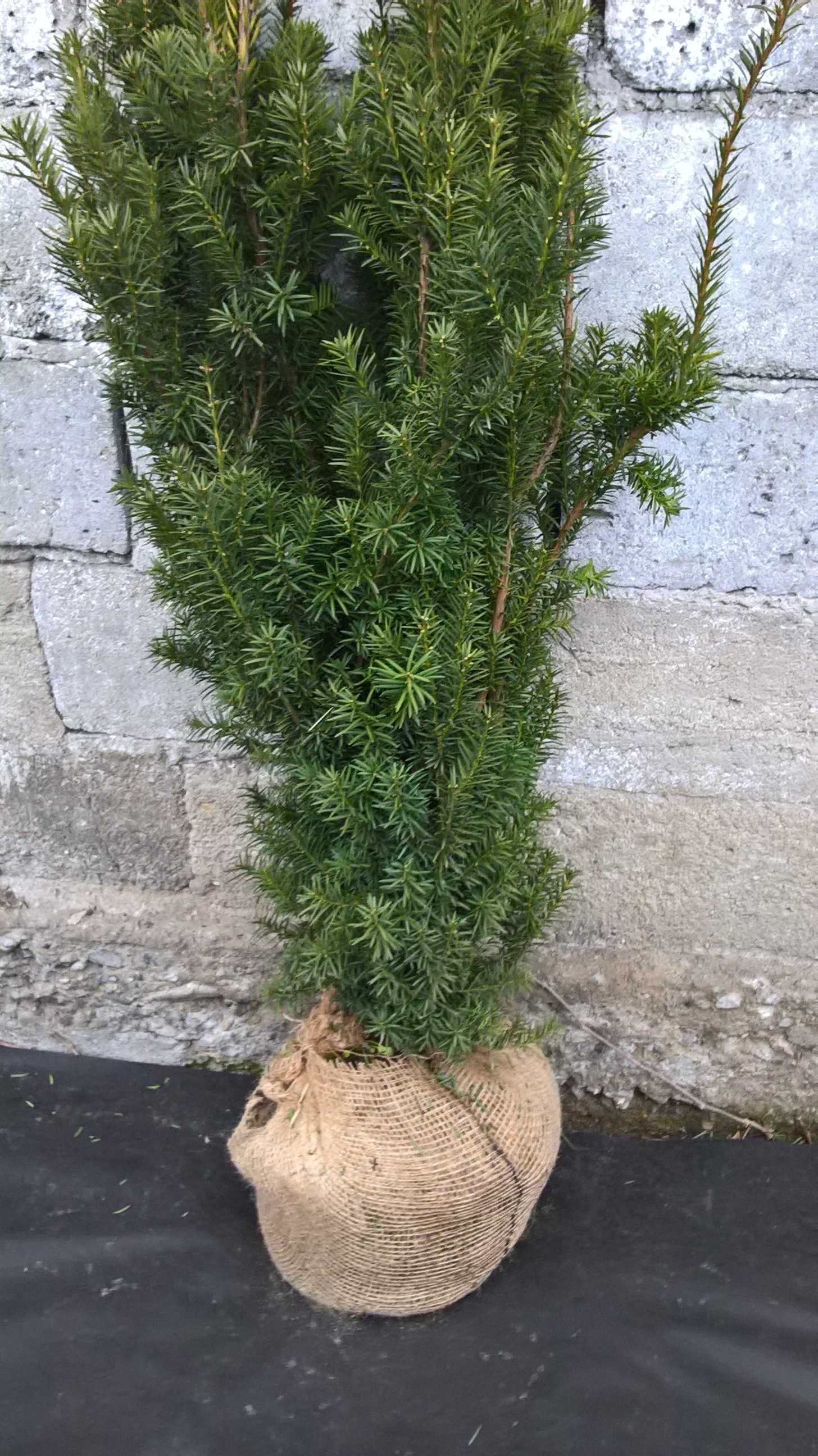 Cis Hicksii Duży Żywopłot