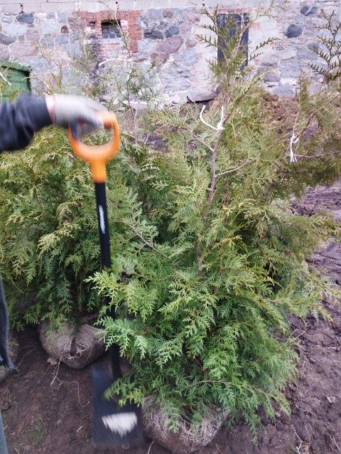 Tuje Thuje Szmaragd Brabant Bonsai transport