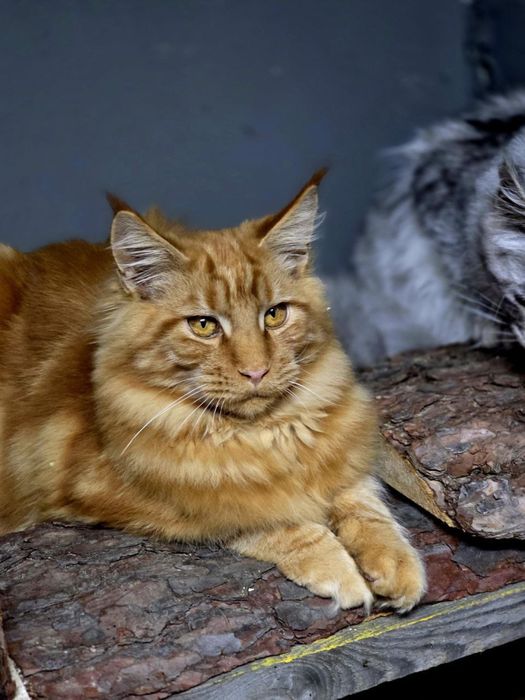 Котенок мейн куна