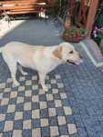Labrador z rodowodem