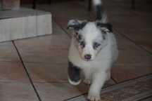 Border Collie red white