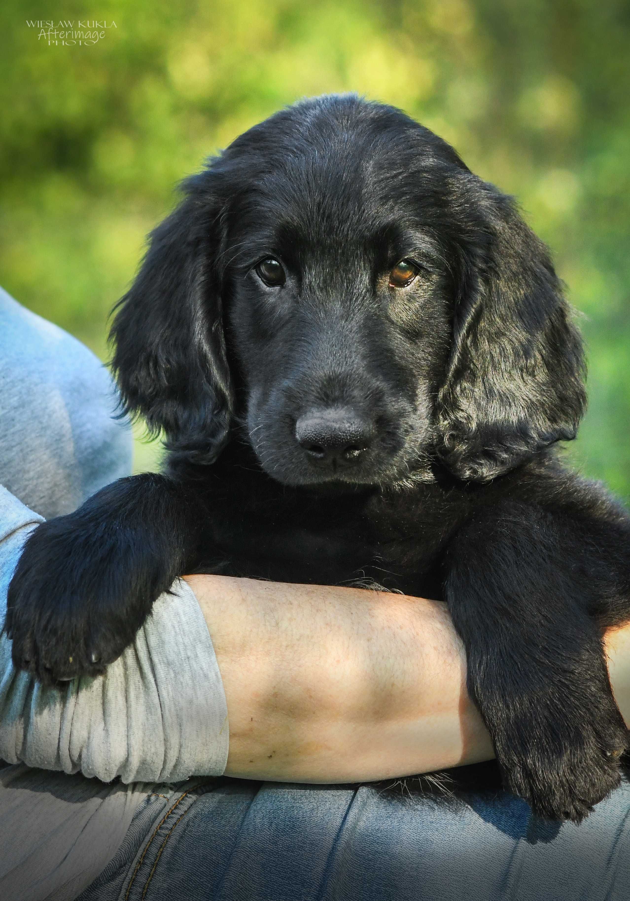 Flat Coated Retriever - czarny piesek po Zwycięzcy Świata