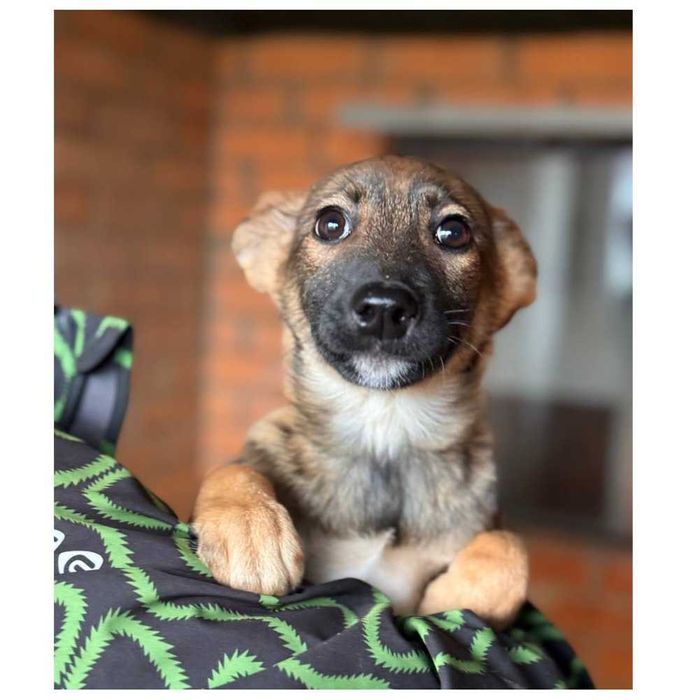 Щенок (девочка) ищет дом