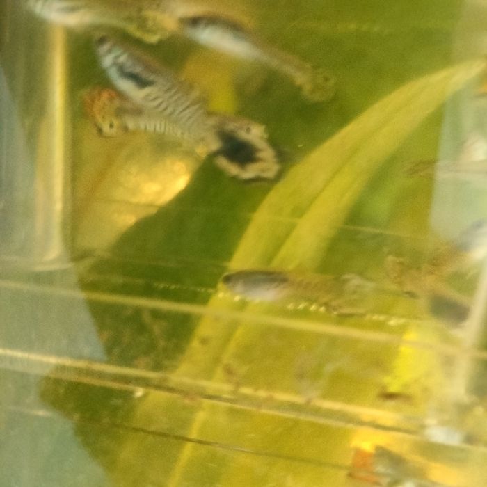 Sprzedam rybki akwariowe gupiki samce