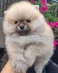 Szpic miniaturowy pomeranian