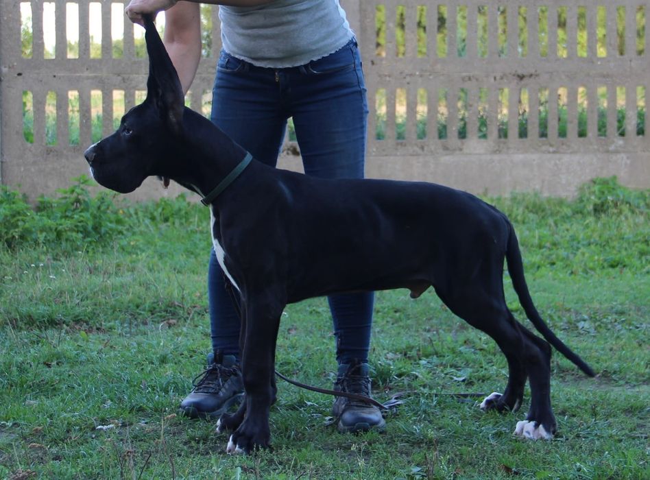 Dog niemiecki pies czarny z krycia w Hiszpanii  FCI
