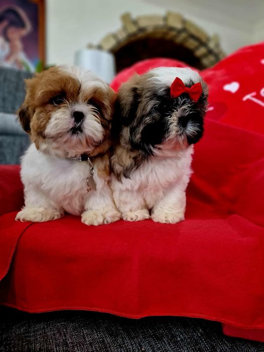 Shih tzu z rodowodem