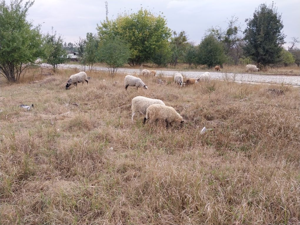 Пропонуємо тушки молодих баранчиків.