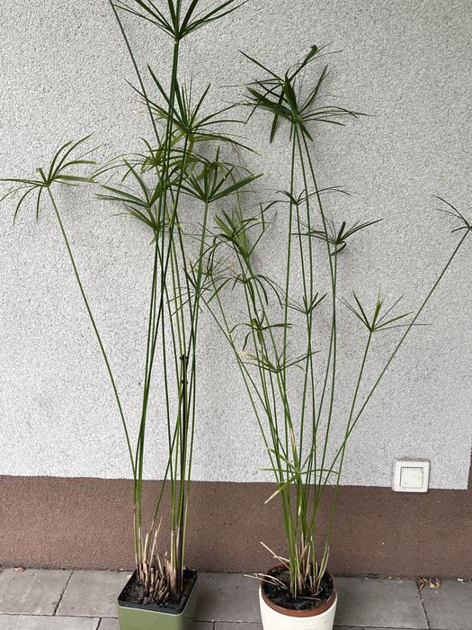 Papirus, roślina doniczkowa do domu i oczka wodnego