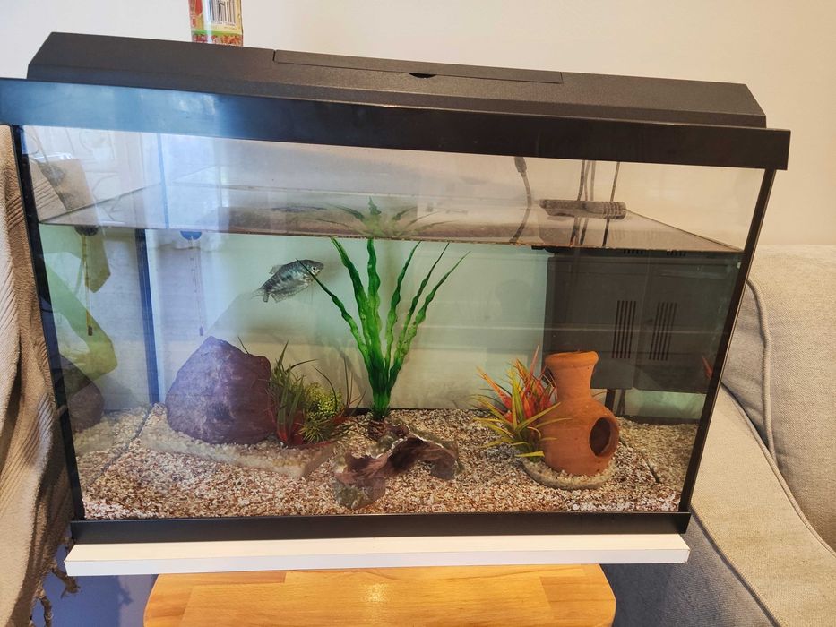 Aquário e acessórios