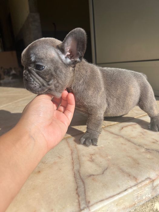 Bulldog francês disponível
