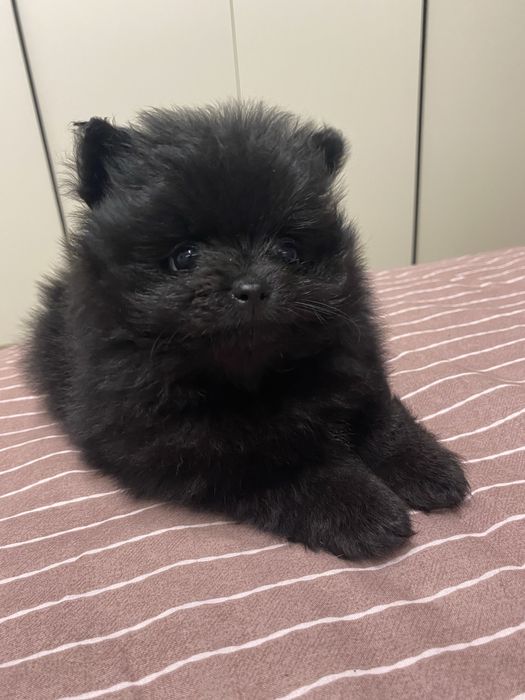 Померанські шпіци