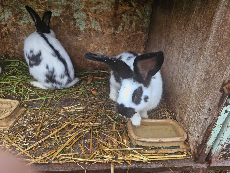 Mam do sprzedania króliki