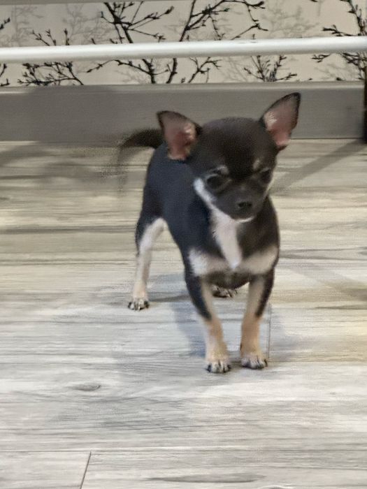 Chihuahua  mini piesek samiec