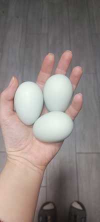 Ін. яйця породи курей Амераукана