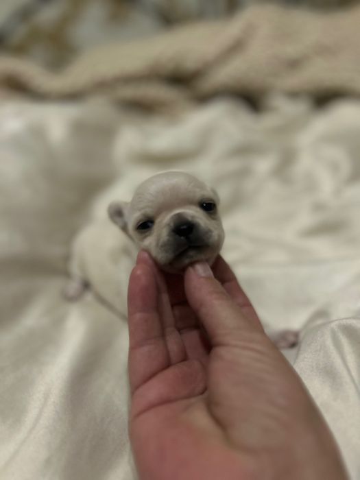 Chihuahua dziewczynka  ZkwP FCI