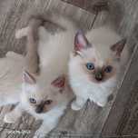 Ragdoll FPL Rodzeństwo Blue Mitted