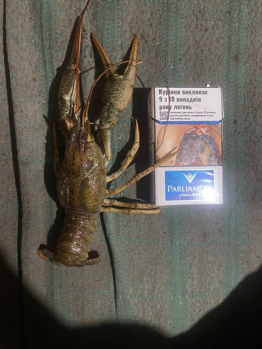Продам Живі Раки