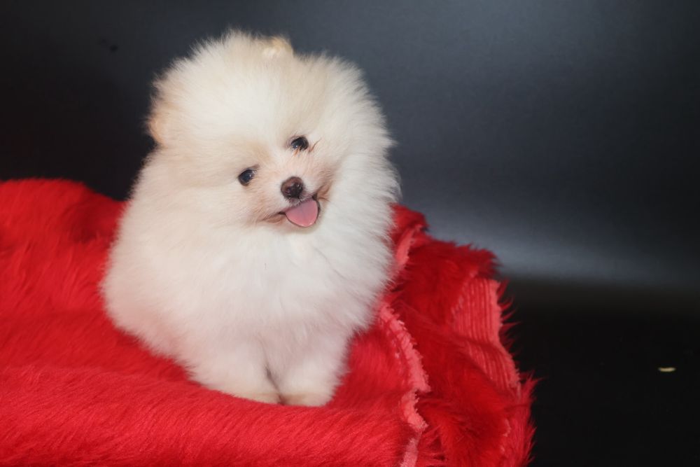 Szpic Miniaturowy pomeranian szczeniak !