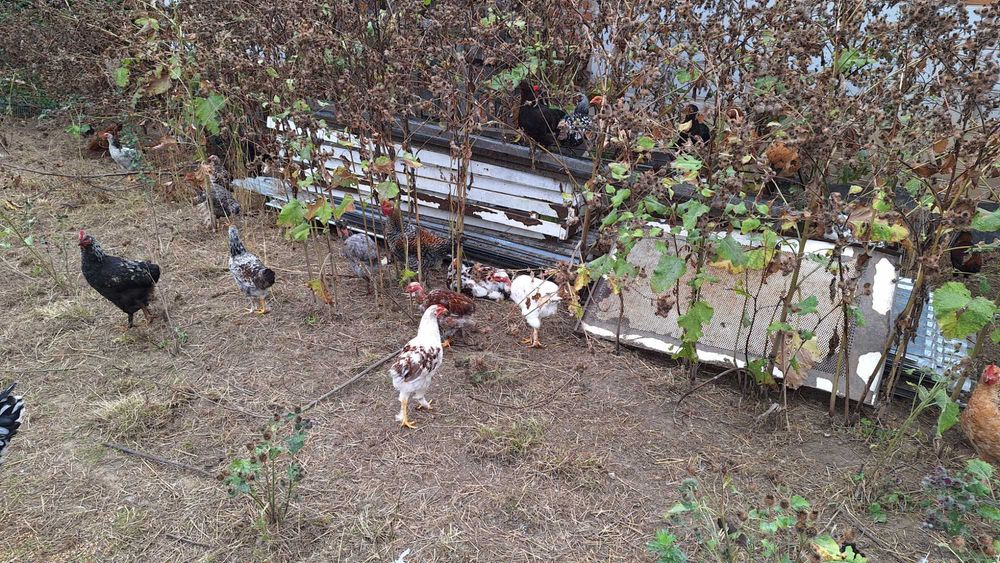 Młode koguty kolorowe 25 zł