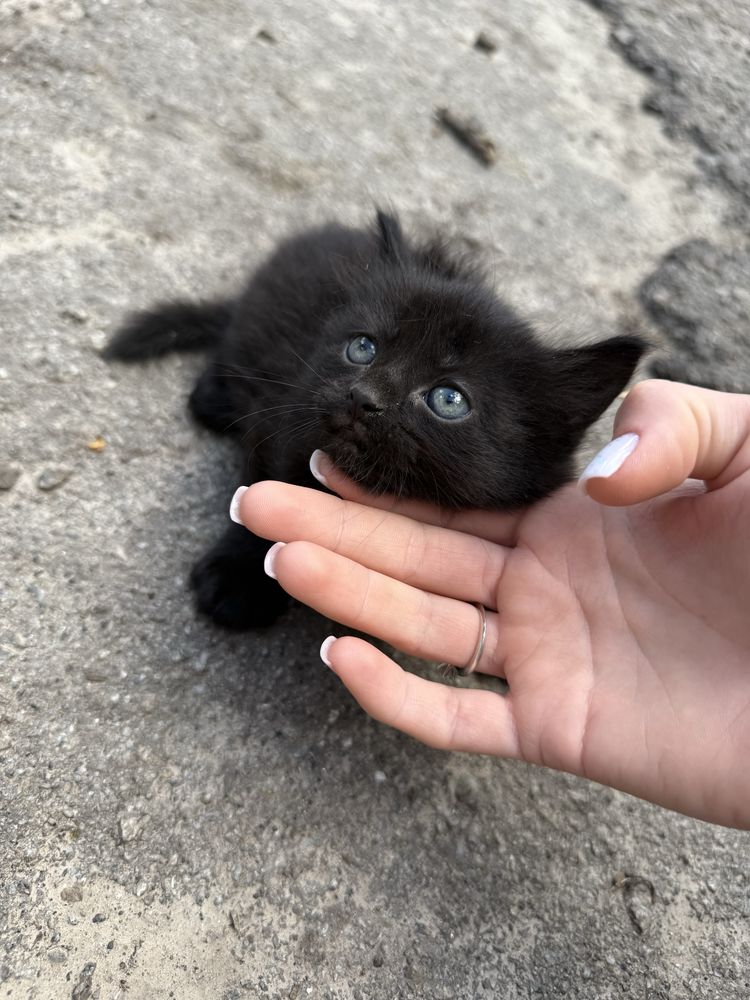 Котята в добрі руки