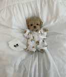 Maltipoo hodowla exclusive maltipoo