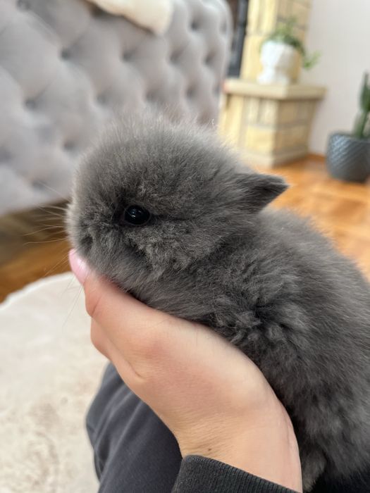 Króliczek karzełek Teddy miniaturka niebieski