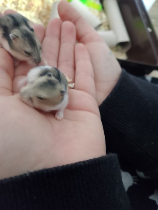 2 małe chomiki dżungarskie