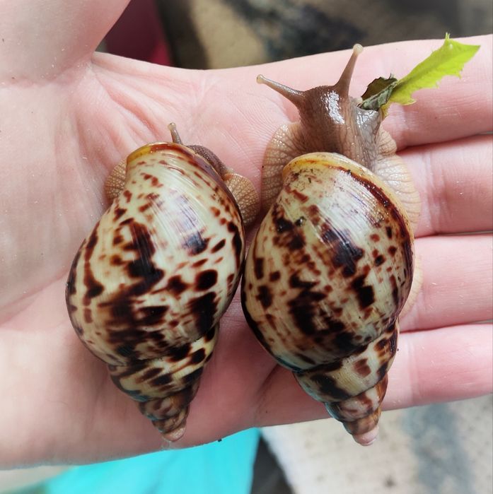 Альборетікулята (альборетіки). Равлики, малюки.