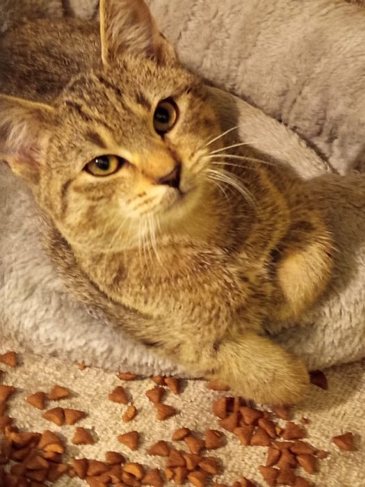 4 miesięczny kocurek szuka domu niewychodzącego