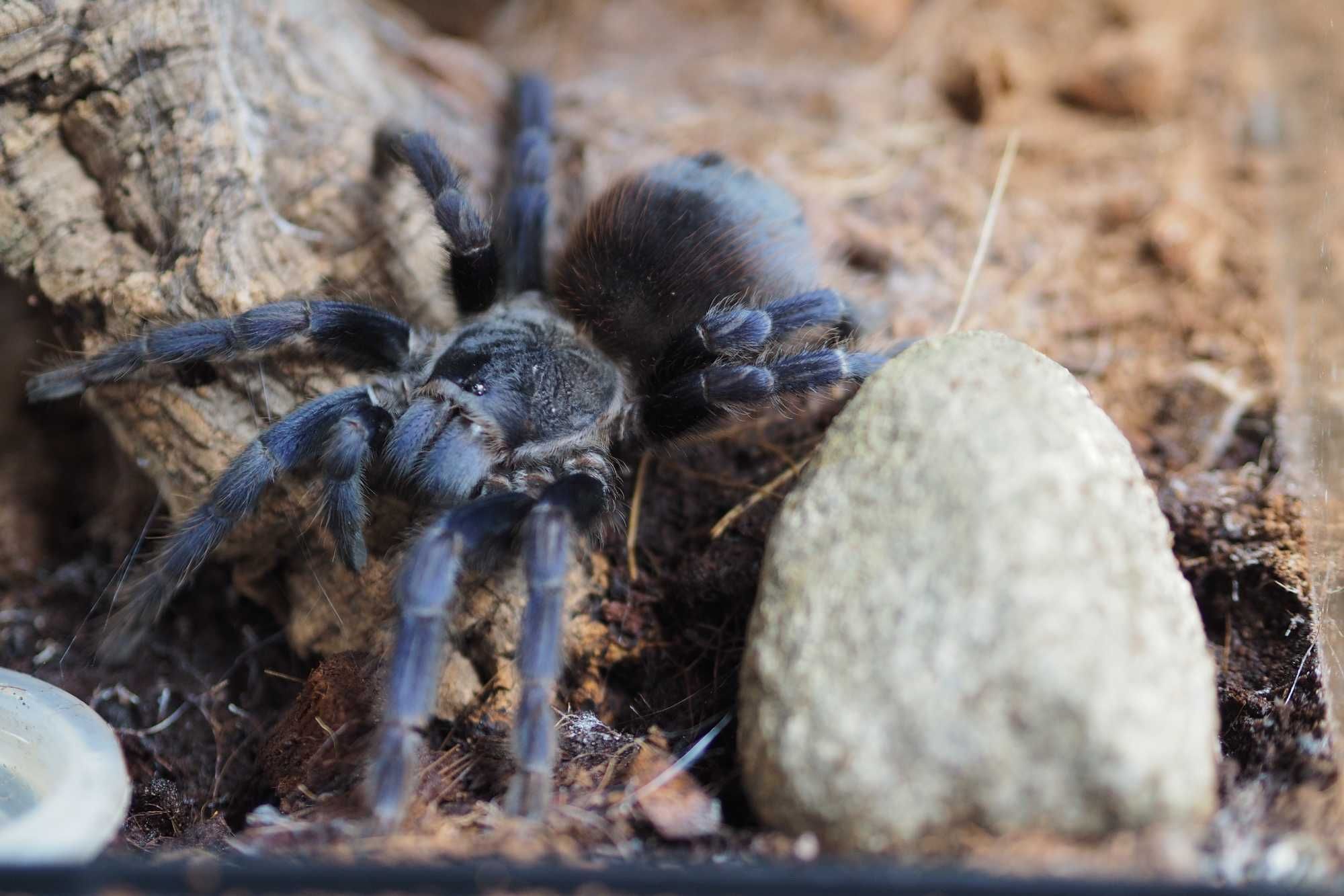 L.sazimai, dorosła samica z terrarium, ptasznik, P.sazimai