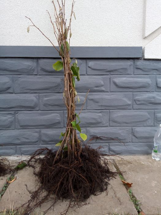 Саджанці відводків фундука / Саженцы фундука (отводки) с питомника.