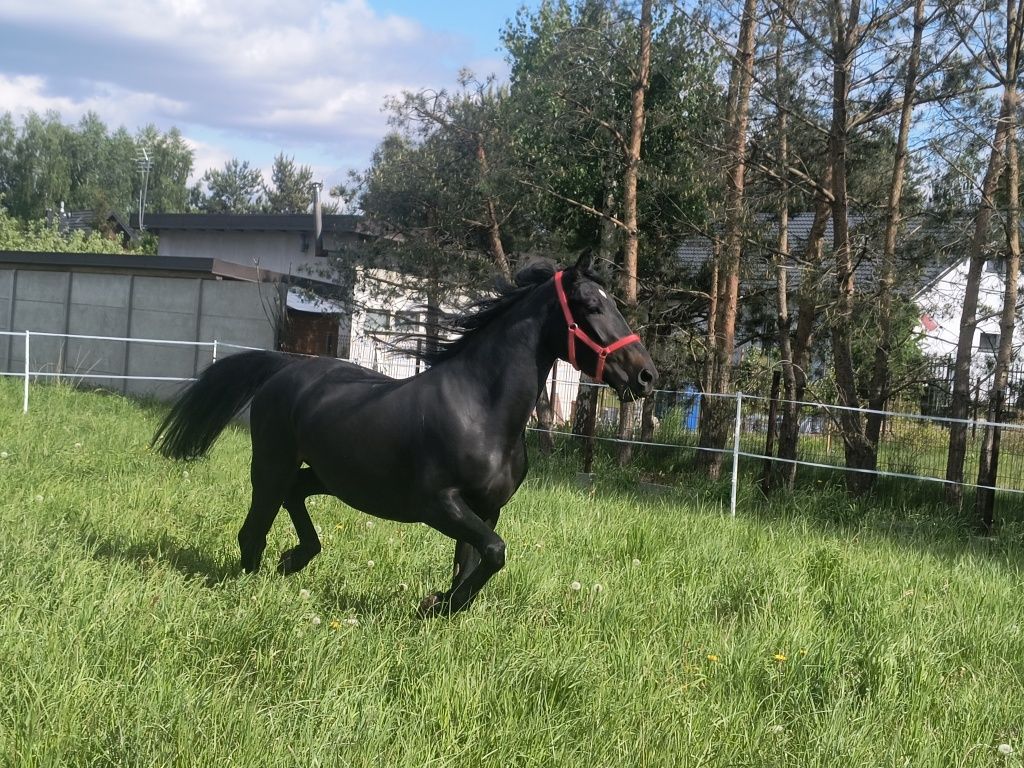 Sprzedam klacz skarogniada