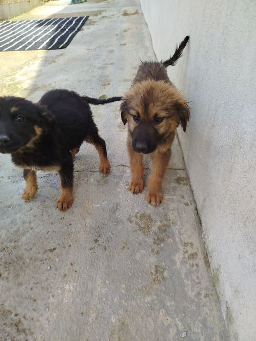 Procura-se Famílias Amorosas! Adoção Responsável de Filhotes