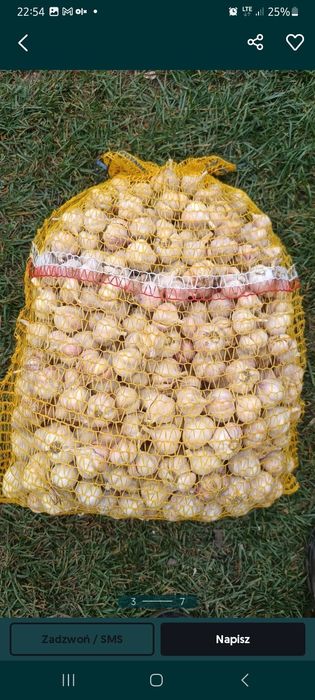 Czosnek jary wiosenny odmiany Jarus od rolnika bez żadnych pestycydów