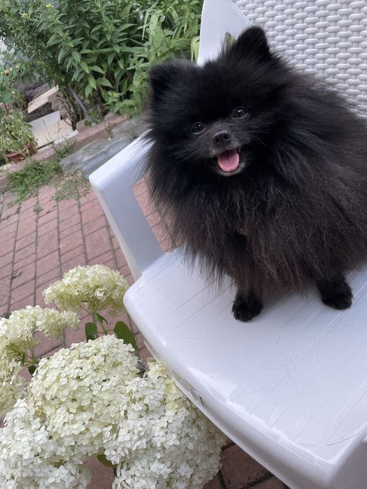 Шпиц кобель Вязка