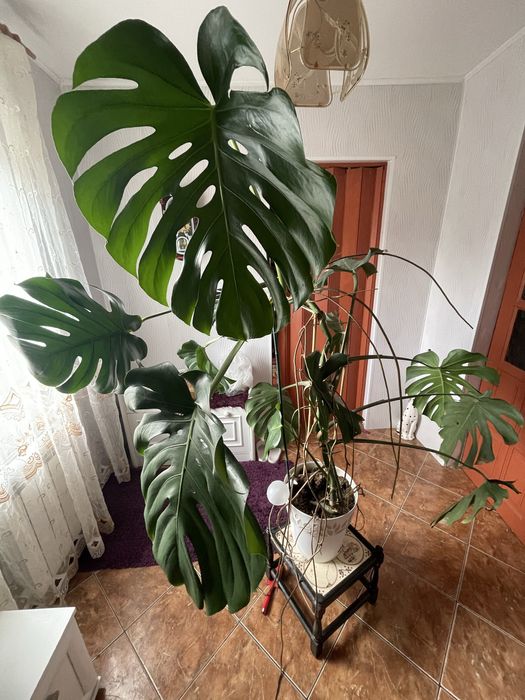 Piękna monstera