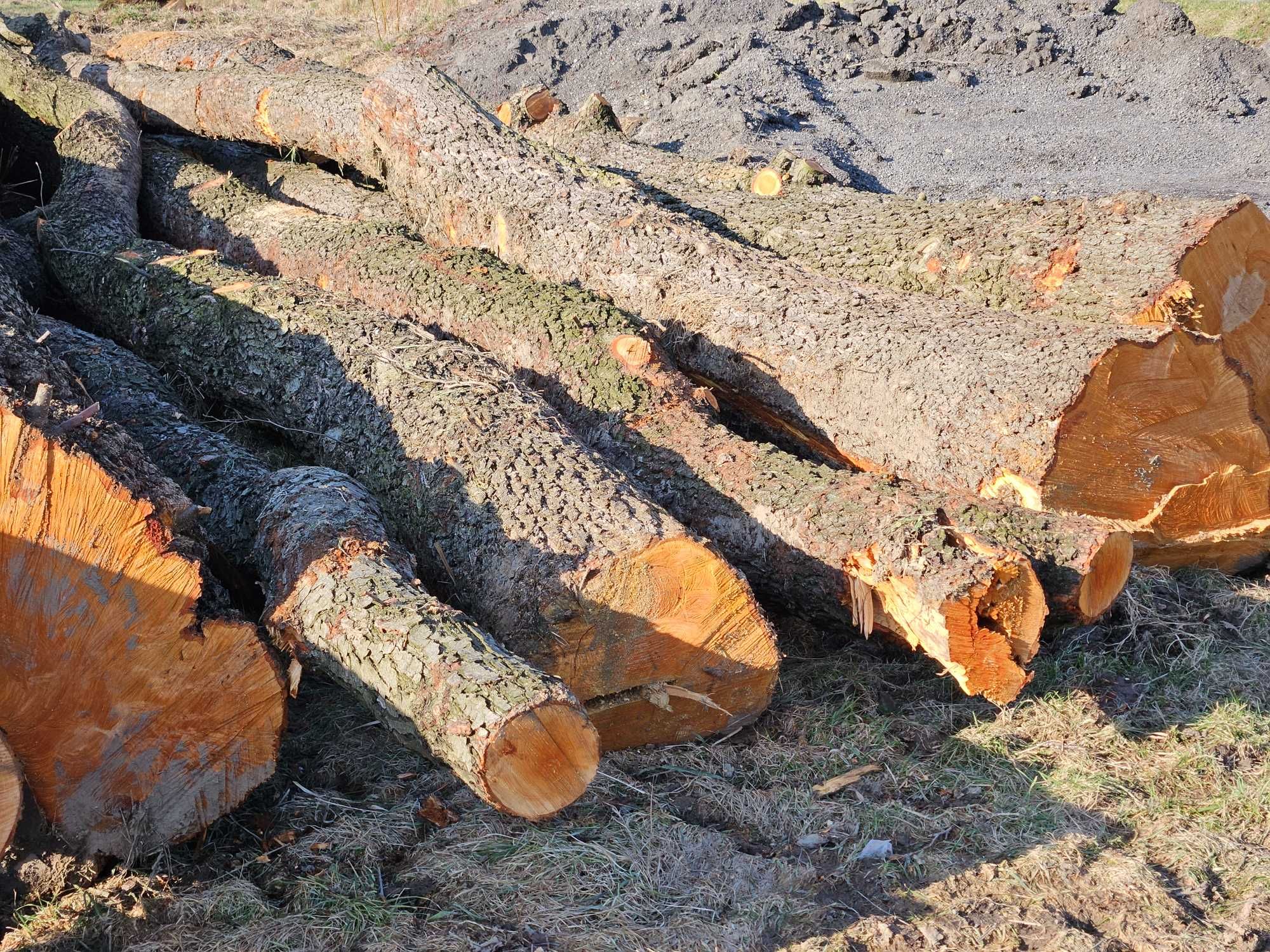 Drzewo Olcha na saunę, płot naturalny, do wędzenia