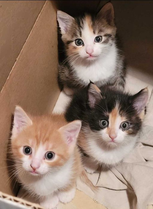 Kocięta do adopcji z sercem