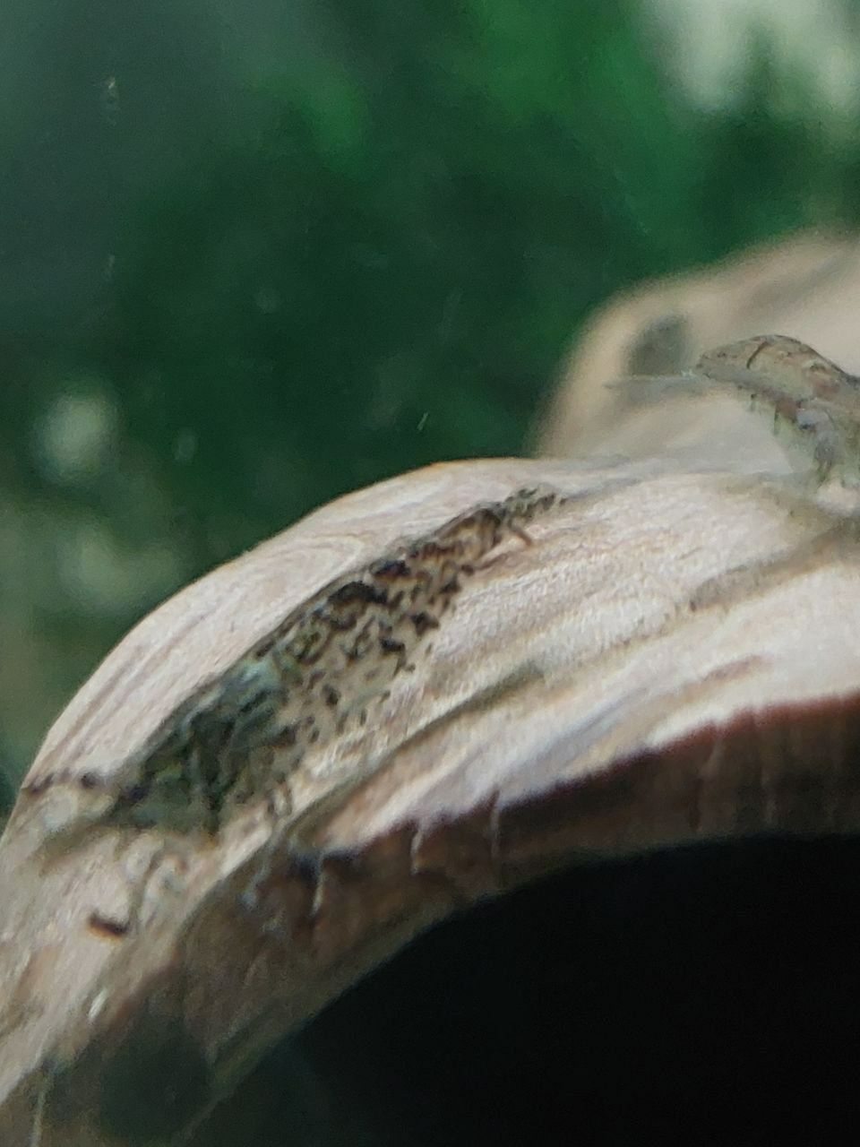 Креветки для  аквариумов