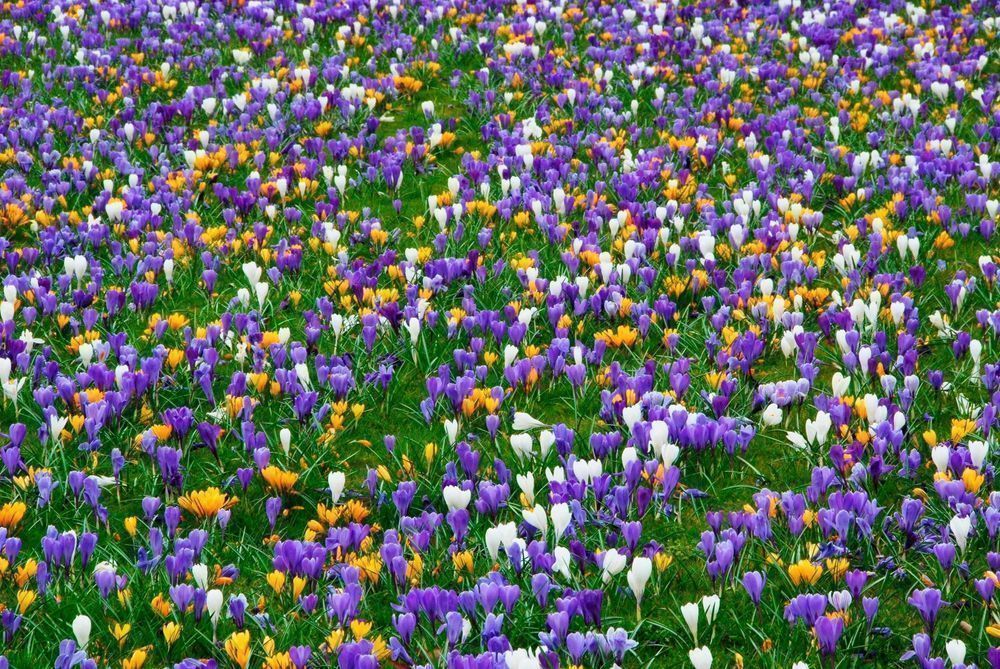 KROKUSY POLSKI mieszanka mix 100 szt. Cebulki Krokusów KROKUS Kolory