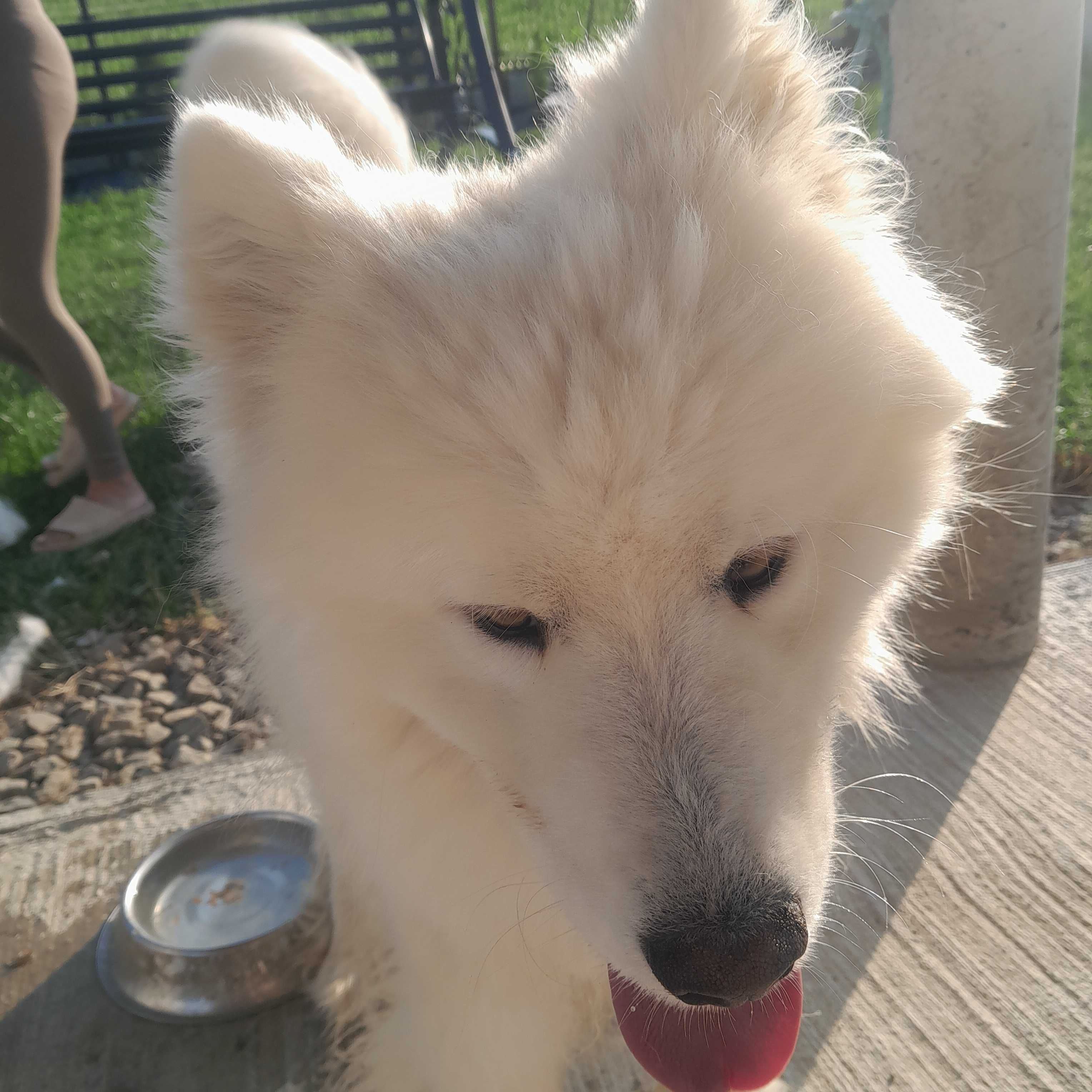 Pies samoyed biały