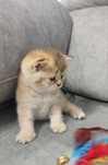 Menina Scottish Straight Golden Shorthair